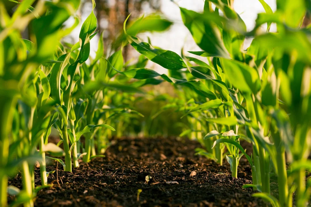 Geographic Footprint and Agriculture Focus