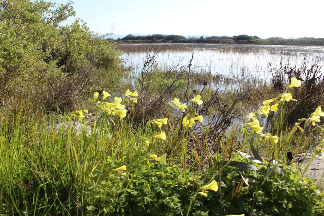 Kickoff of the Bay Area native plant corridors ini...